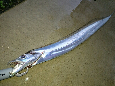 フラット狙いで、指4タチウオw