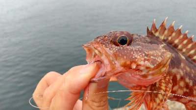 2019年11月3日釣行in唐津方面