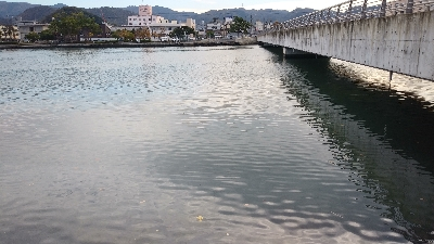 シーバスに会えなかったが…