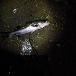 久しぶりのシーバス君