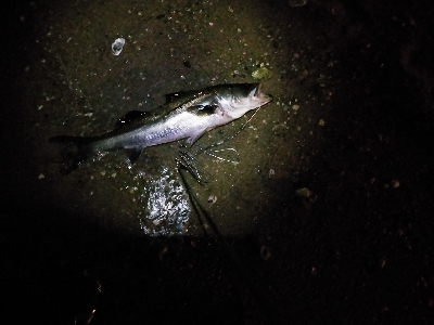 久しぶりのシーバス君