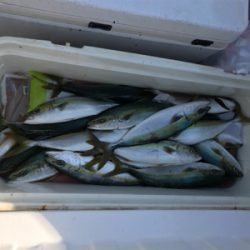 今年初太刀パターン