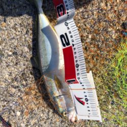 真昼間出勤前ショアジギ