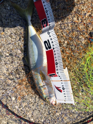 真昼間出勤前ショアジギ