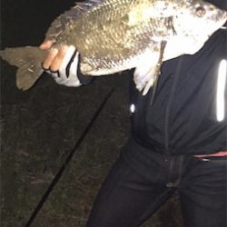 旧江戸川でチヌった!