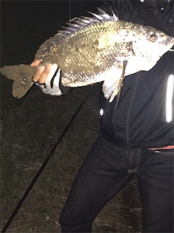 旧江戸川でチヌった!