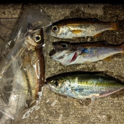 アジング、ムツング