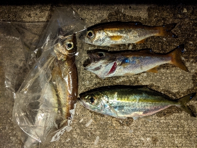 アジング、ムツング