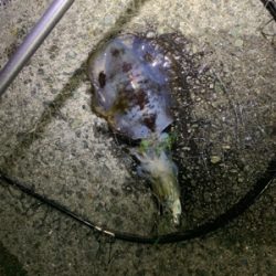 イカ釣り