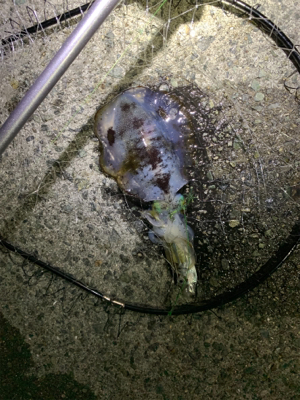 イカ釣り