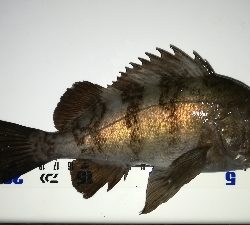 ナイトメバリング