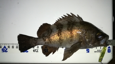 ナイトメバリング