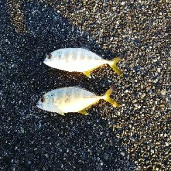 メッキシーズン終盤