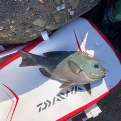 波止グレ好調！