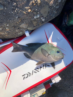 波止グレ好調！