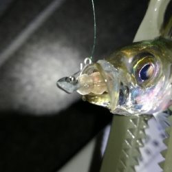 ナイトアジング