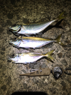 中アジがポロポロと