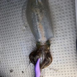 佐賀ティップラン