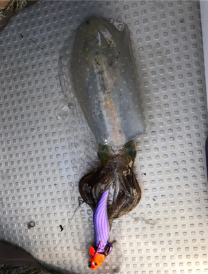 佐賀ティップラン