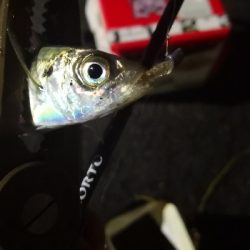 アジング練習 51