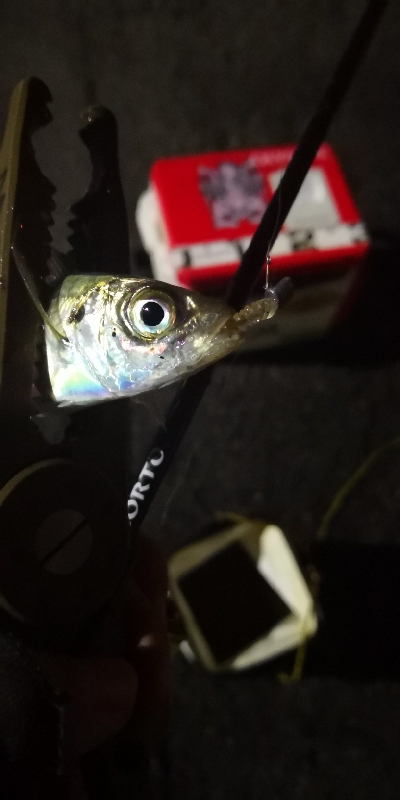 アジング練習 51