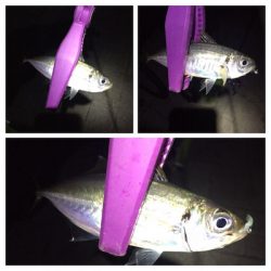 大阪湾奥アジング 好調