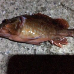 ポーアイで夜釣り