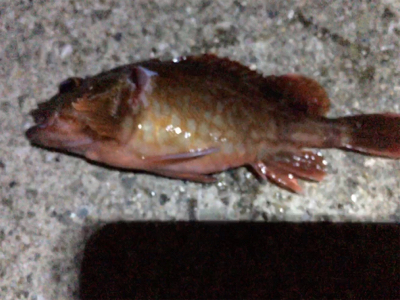 ポーアイで夜釣り