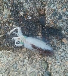 ダイソーエギで、アオリイカ4杯！！