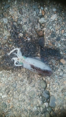 ダイソーエギで、アオリイカ4杯！！