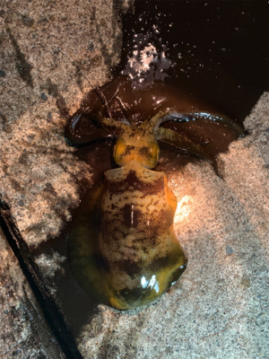 アオリイカリベンジ