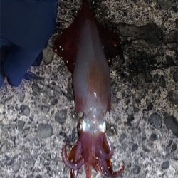 まさかのケンサキイカ