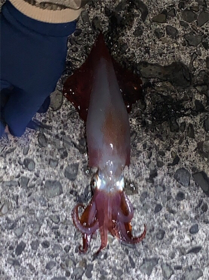 まさかのケンサキイカ