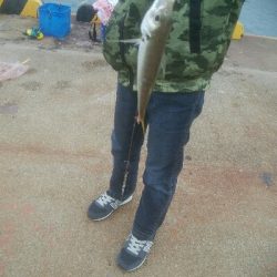 サビキ釣りでアジ!