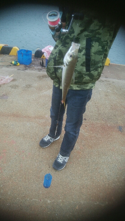 サビキ釣りでアジ!