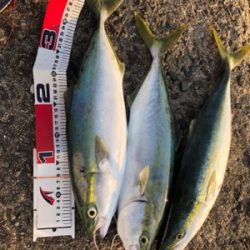 渋いショアジギ