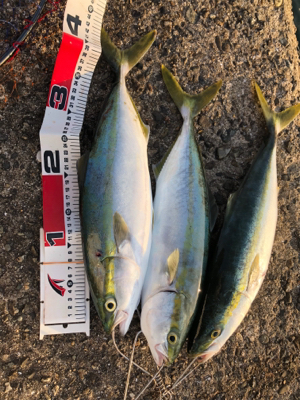 渋いショアジギ