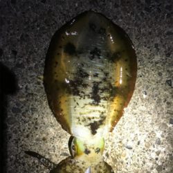 アオリイカ大小