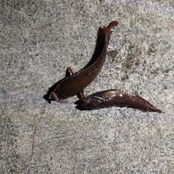 まさかのコブダイ