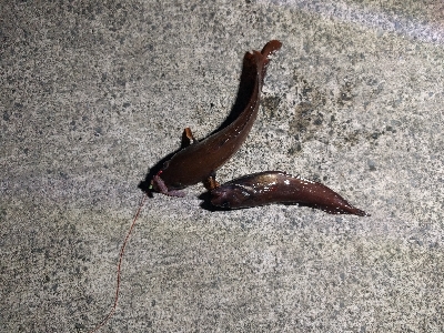 まさかのコブダイ