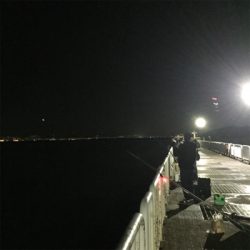 ヘビーミノーアカキンでハマチ！