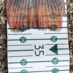 栃木総合運動場プール