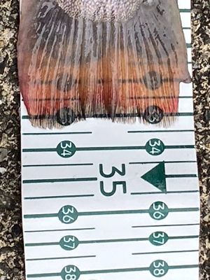 栃木総合運動場プール