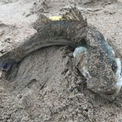 珍しく釣れました