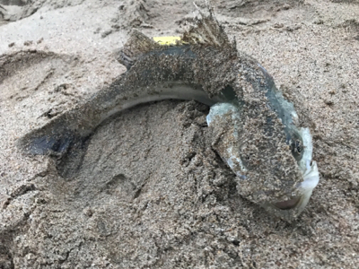 珍しく釣れました