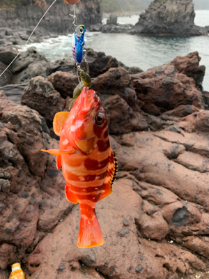 久しぶりの根魚