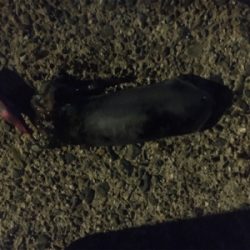 ラストエギング？