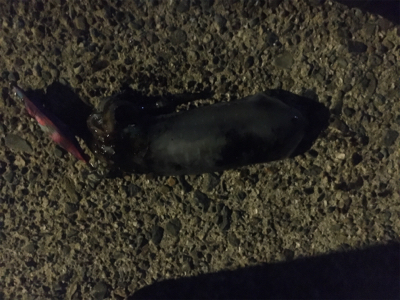 ラストエギング？