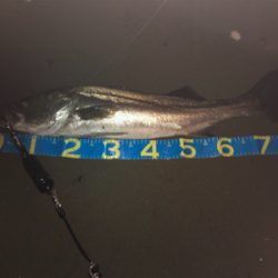 ランカーシーバス