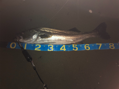 ランカーシーバス